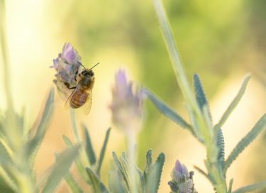 Bee on lavender symbolising the practise of medicine photo by Alan Johnston