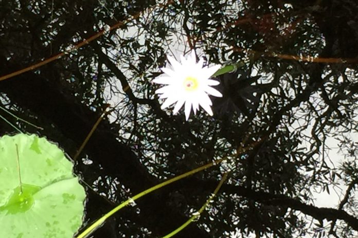 A delicate waterlily symbolising a woman