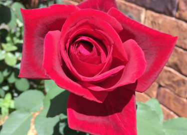red rose by Anne Malatt for article on appreciation by Dr Anne Malatt