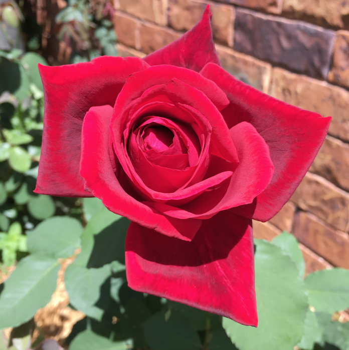 red rose by Anne Malatt for article on appreciation by Dr Anne Malatt
