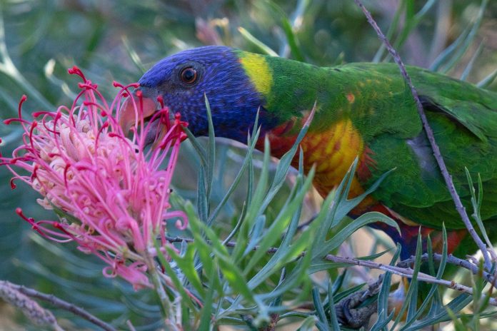Photo of lorikeet sipping nectar by Alan Johnston for article by Dr Anne Malatt on self-care