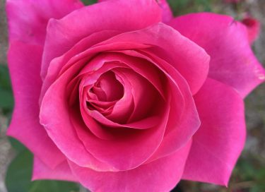 photo of pink rose by Anne Malatt for article on True care - it starts with us by Dr Anne Malatt