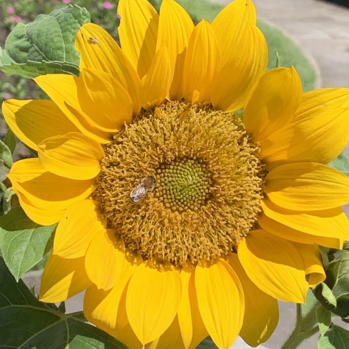 Photo of sunflower for article by Dr Pseudonymous