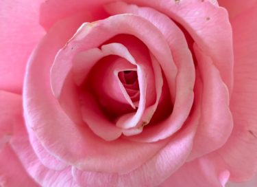 photo of pink rose for article on self-care by Dr Anne Malatt