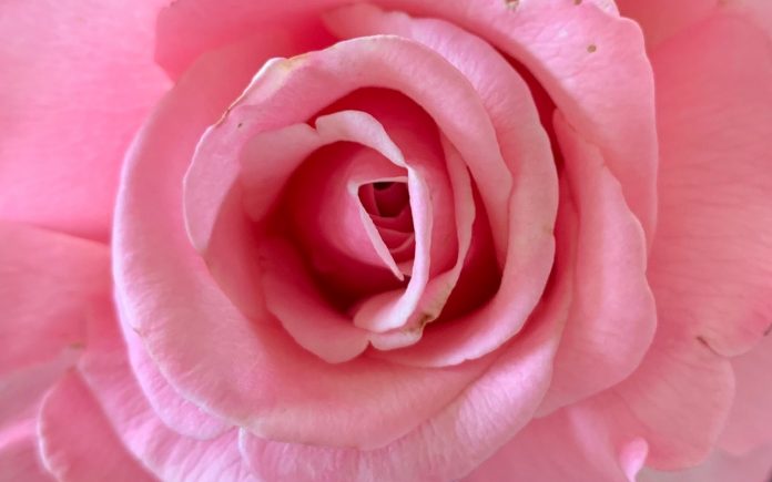 photo of pink rose for article on self-care by Dr Anne Malatt