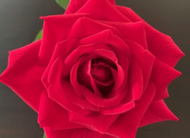 Photo of red rose for article by Dr Anne Malatt on Why Bring Love into Medicine?