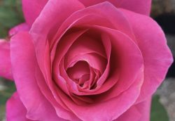 Photo of pink rose for article by 'A Doctor's' Wife'