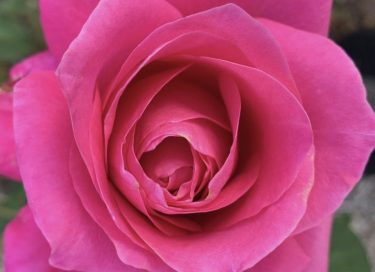 Photo of pink rose for article by 'A Doctor's' Wife'