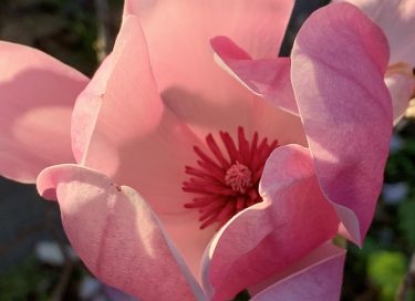 Photo of magnolia for article on the ABC of Self-care by Dr Anne Malatt