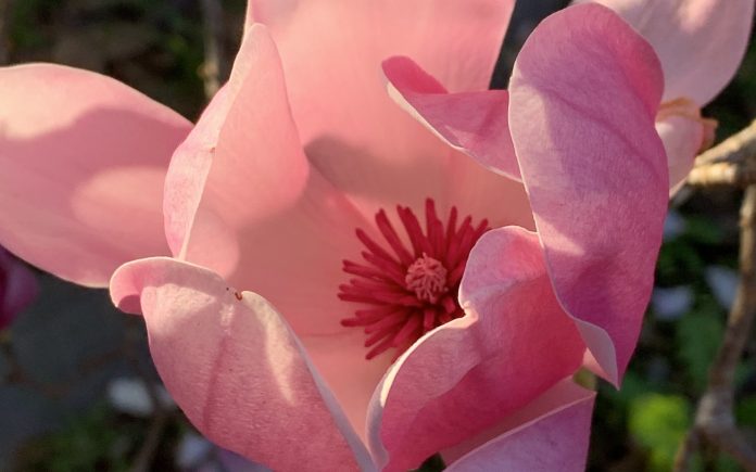 Photo of magnolia for article on the ABC of Self-care by Dr Anne Malatt