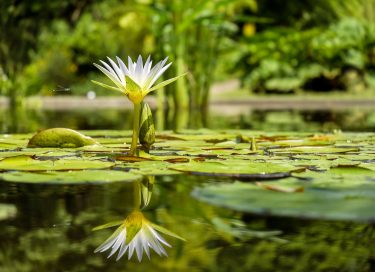 water lily for article on personal sustainability by Dr Anne Malatt