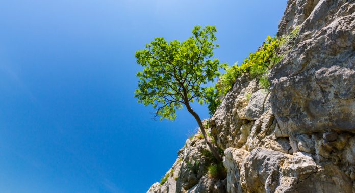 lonely tree for article on true resilience by Dr Anne Malatt