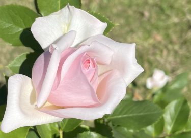 pale pink rose in Virgo 20 for article by Dr Anne Malatt on Standards