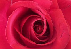 red rose heart for article by Dr Anne Malatt on love and loss