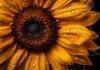 close up of sunflower for article Doctors by design by Dr Anne Malatt