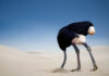 Ostrich,Burying,Head,In,The,Sand,,Tsavo,East,National,Park, for article on Wilful Blindness by Dr Anne Malatt