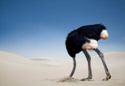 Ostrich,Burying,Head,In,The,Sand,,Tsavo,East,National,Park, for article on Wilful Blindness by Dr Anne Malatt